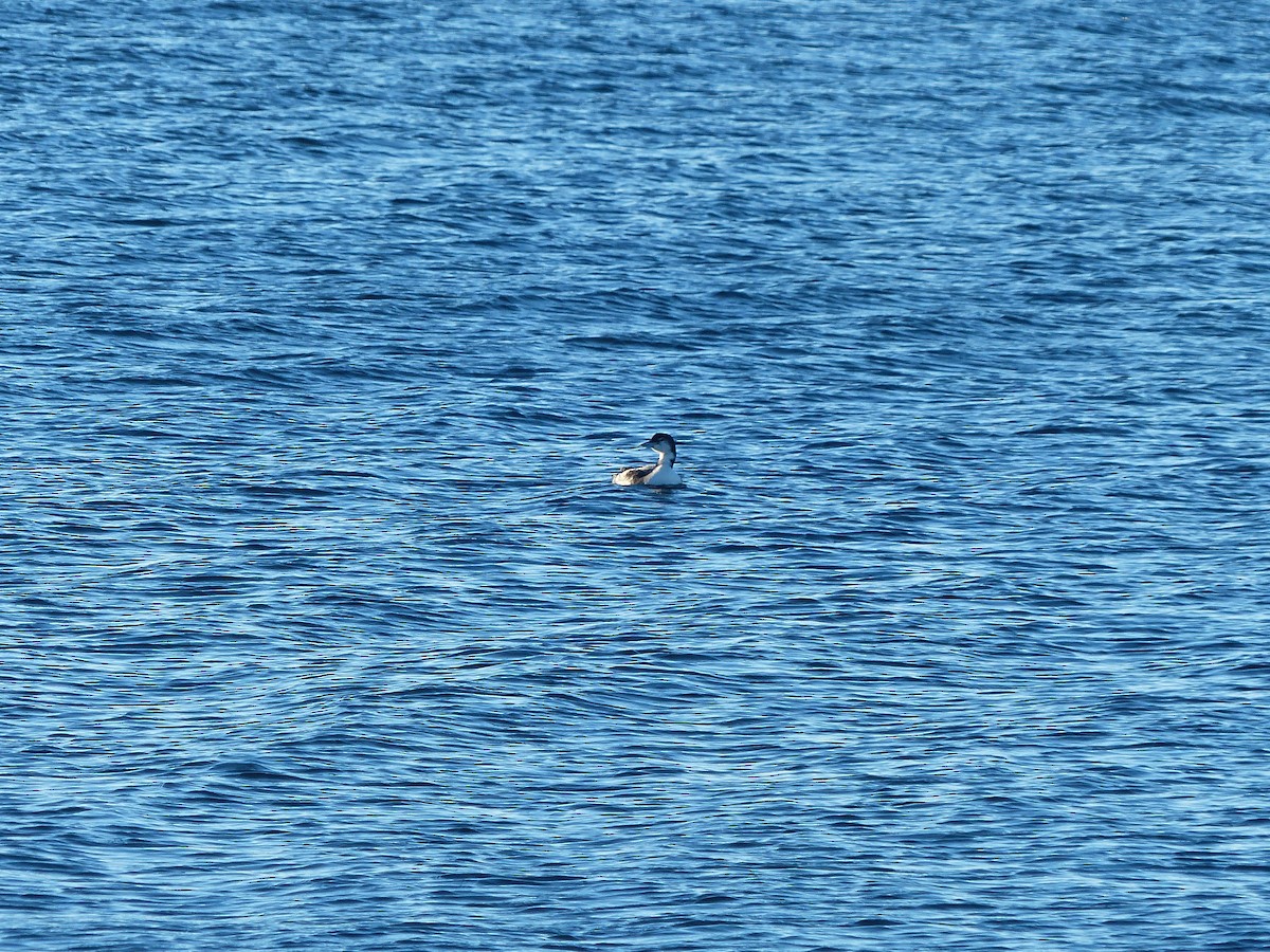 Common Loon - ML297015131