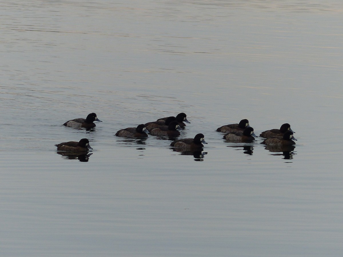Greater Scaup - ML297015221