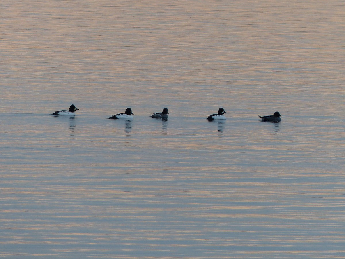 Common Goldeneye - ML297015351