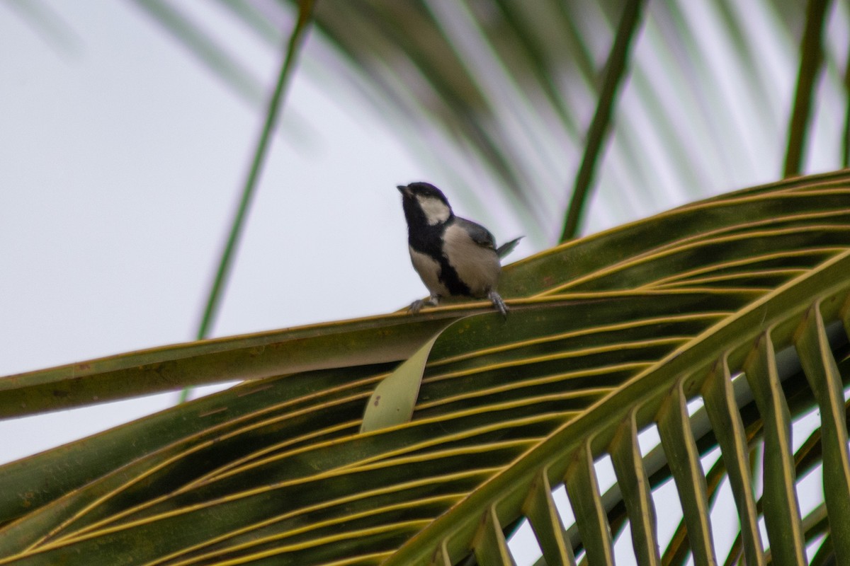 Mésange indienne - ML297016191