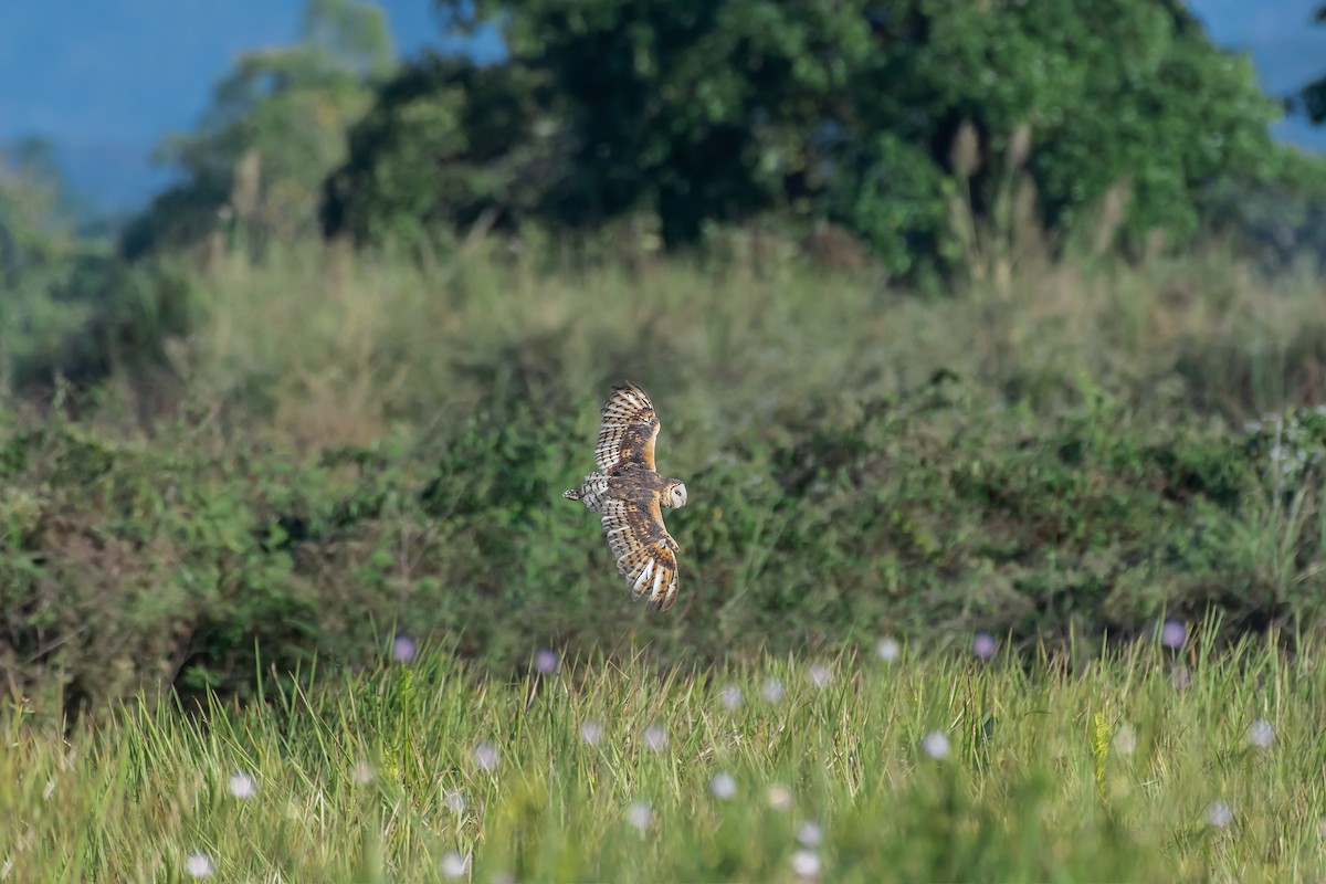 Australasian Grass-Owl - Natthaphat Chotjuckdikul
