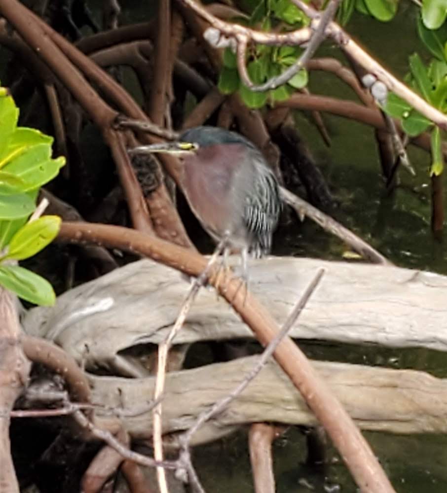 Green Heron - John Conrad