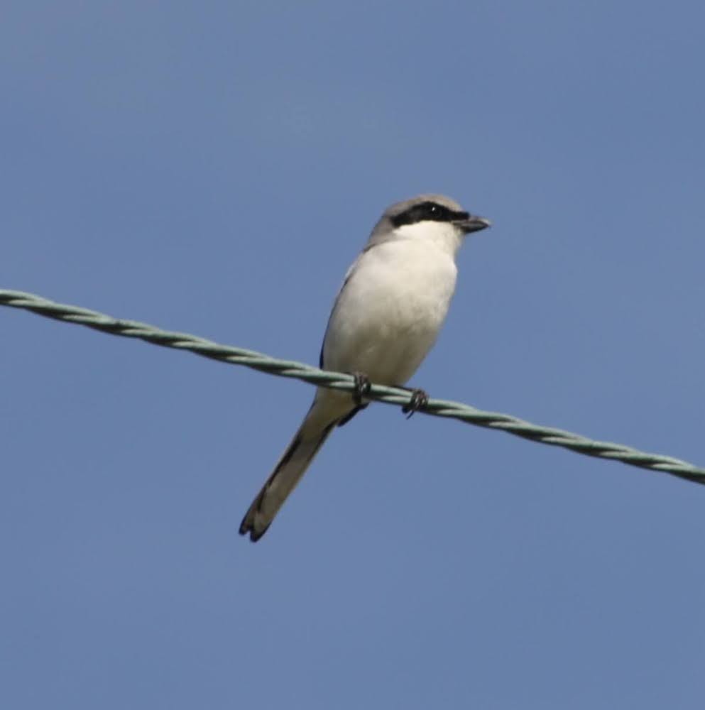 Loggerhead Shrike - John Conrad