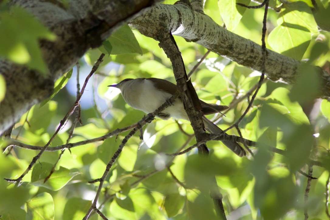 Black-billed Cuckoo - ML29701901