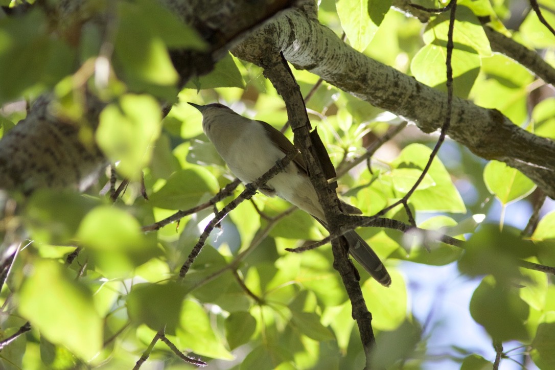 Black-billed Cuckoo - ML29701911