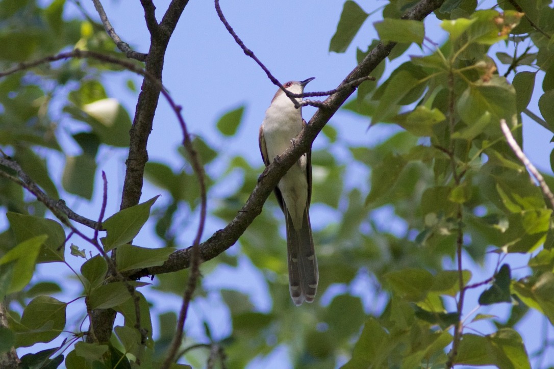 Black-billed Cuckoo - ML29701921