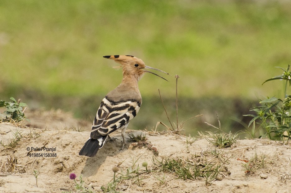 Eurasian Hoopoe - Pallav Pranjal Sarma