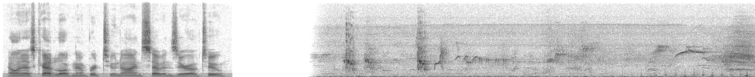 Breithauben-Stirnvogel [angustifrons-Gruppe] - ML29702