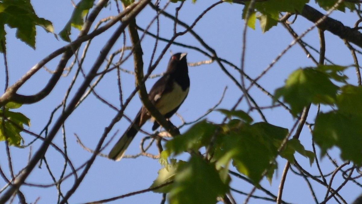 Eastern Towhee - Kathleen Higgins