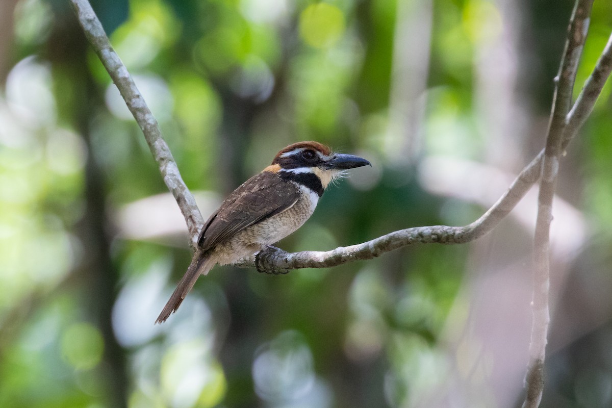 Chestnut-capped Puffbird - Thibaud Aronson