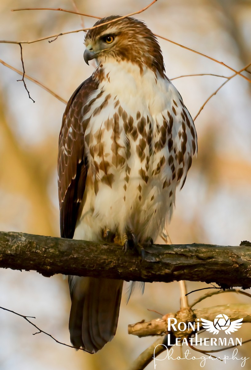 Red-tailed Hawk - ML297024751