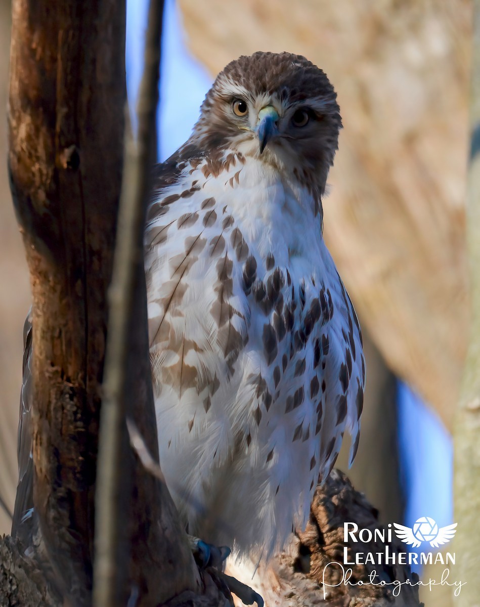 Red-tailed Hawk - ML297024761