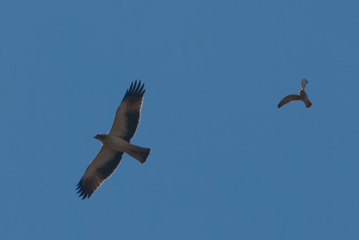 Arrano txikia - ML297025081