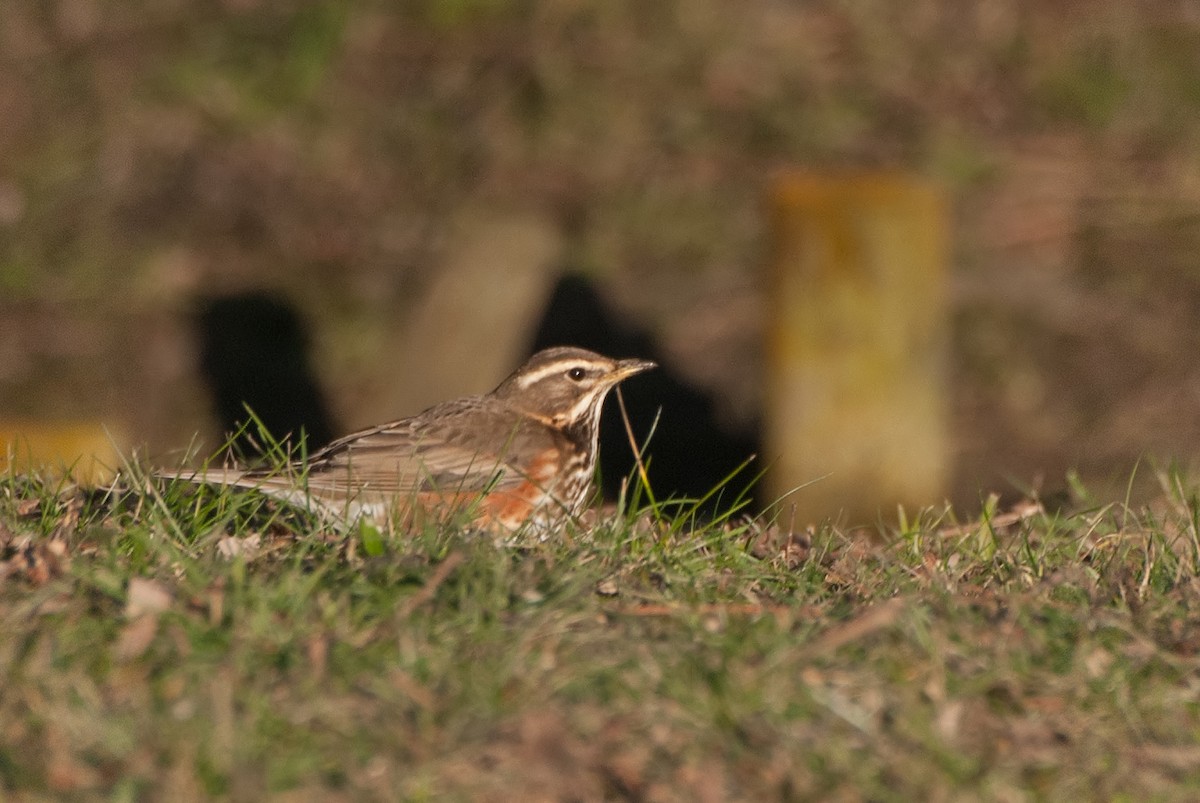 Birigarro txikia - ML297025461
