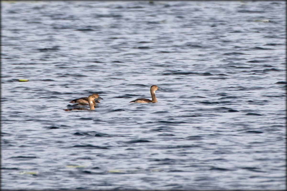 Lesser Whistling-Duck - ML297027031