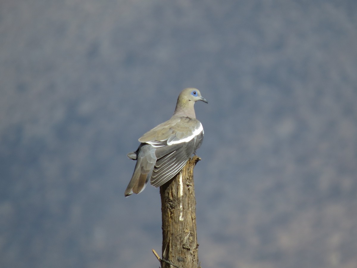 West Peruvian Dove - ML297028021
