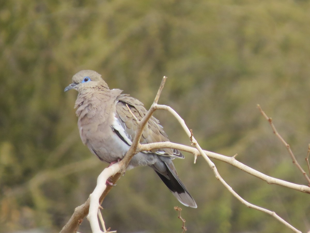 West Peruvian Dove - ML297028031