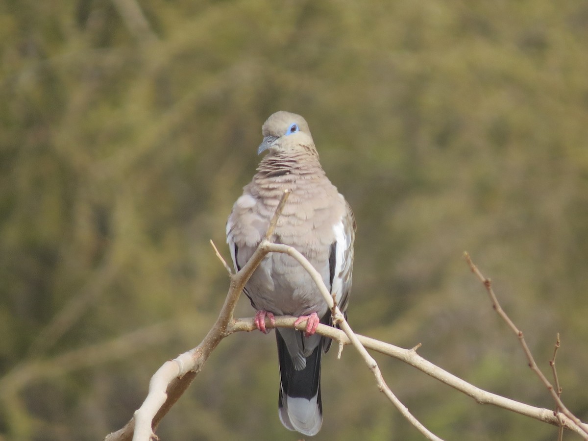 West Peruvian Dove - ML297028051
