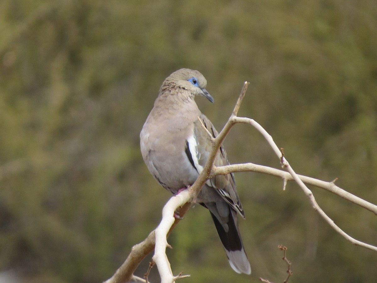 West Peruvian Dove - ML297028101