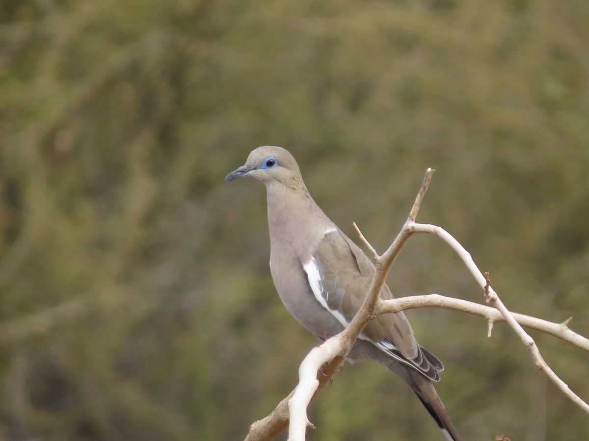 West Peruvian Dove - ML297028121