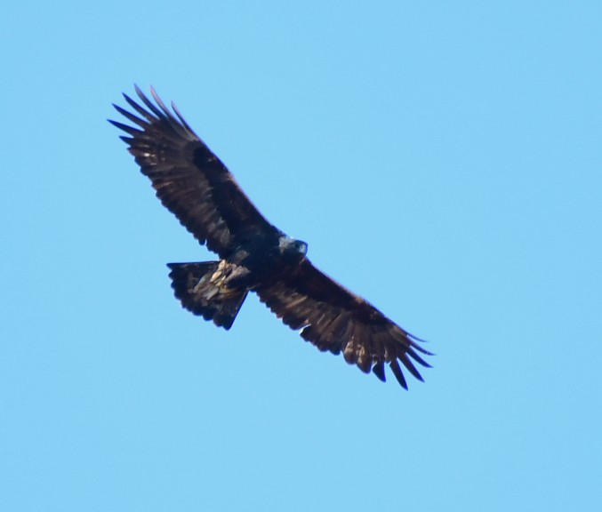 Golden Eagle - ML297028381