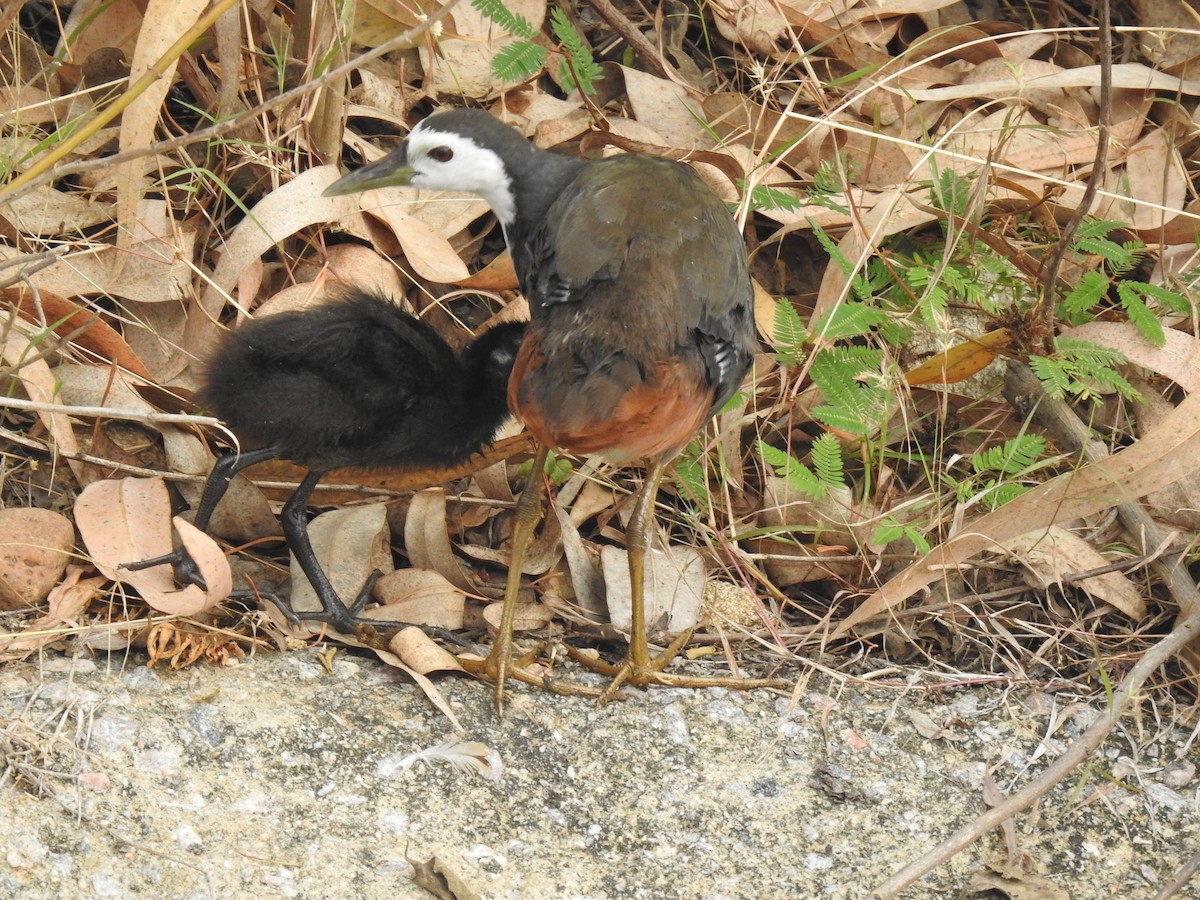 White-breasted Waterhen - ML297028401