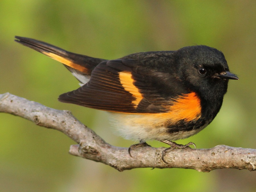 American Redstart - eBird