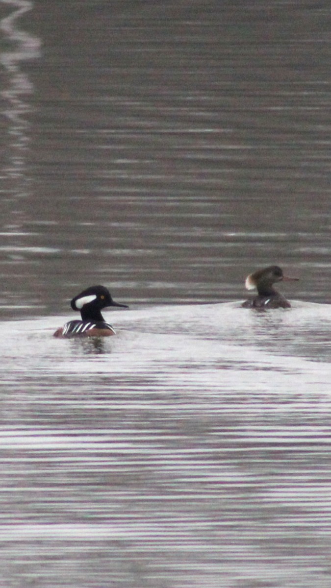 Hooded Merganser - Jeremy Dotson