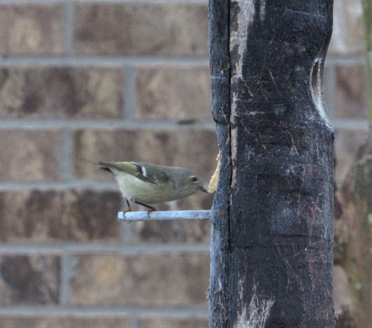 Ruby-crowned Kinglet - ML297030551