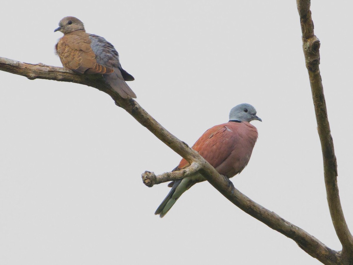 Red Collared-Dove - ML297030841