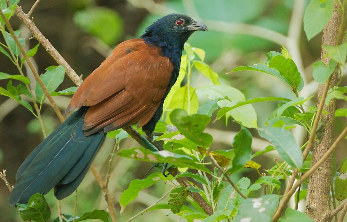 Greater Coucal - ML297031901