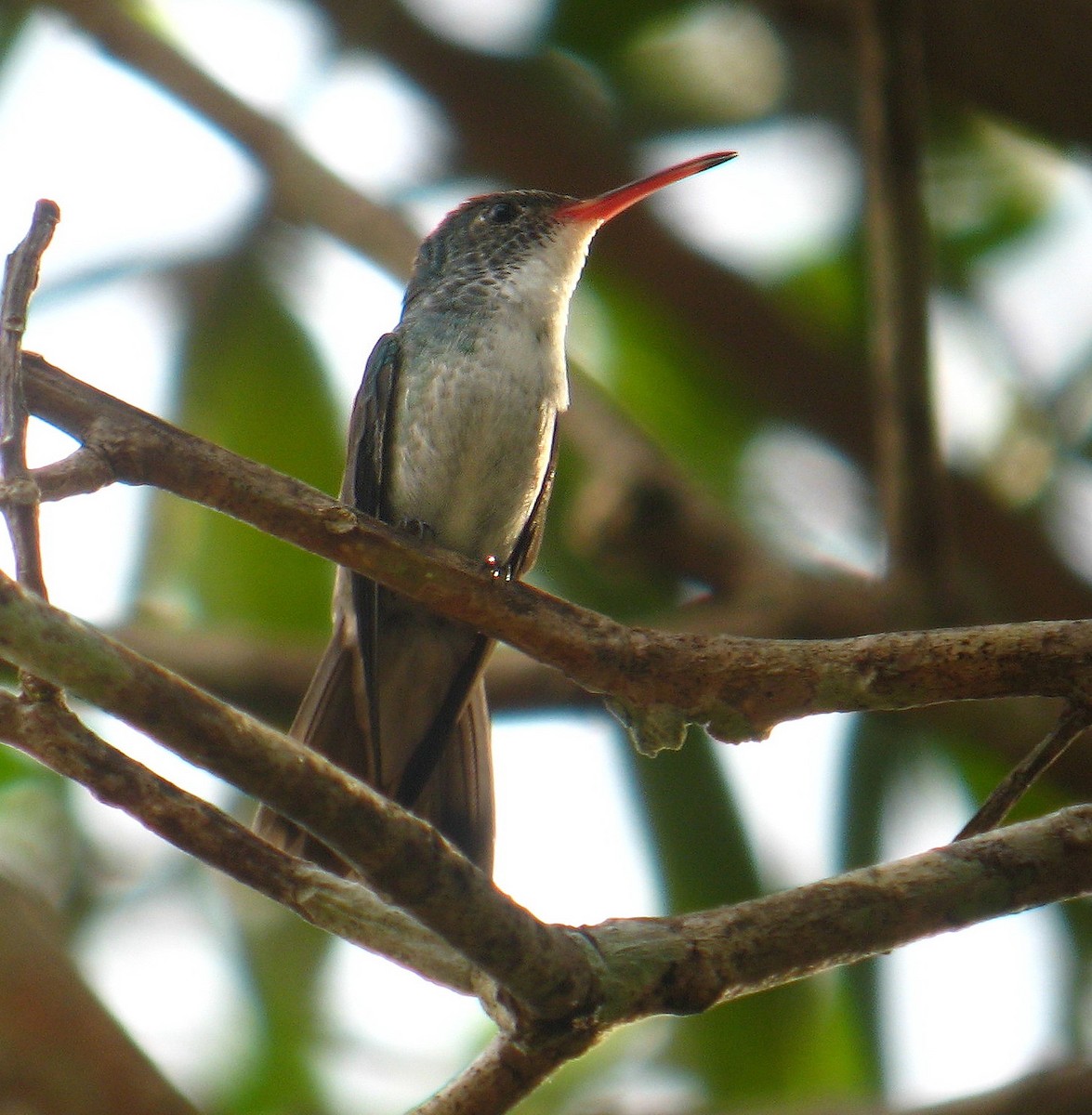 Amazilia Versicolor - ML297032331