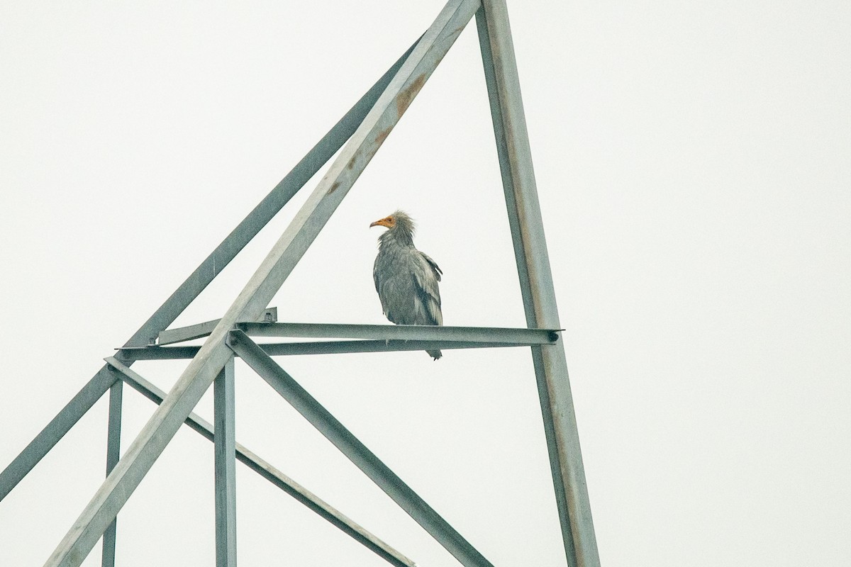 Egyptian Vulture - ML297033521