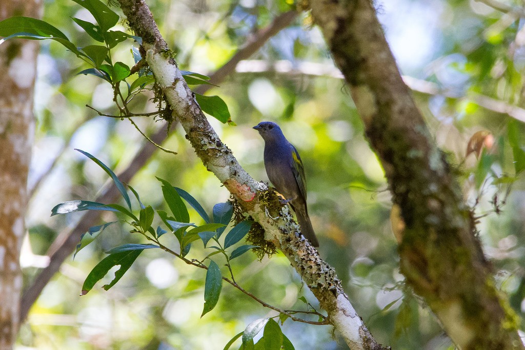 Golden-chevroned Tanager - ML297033681