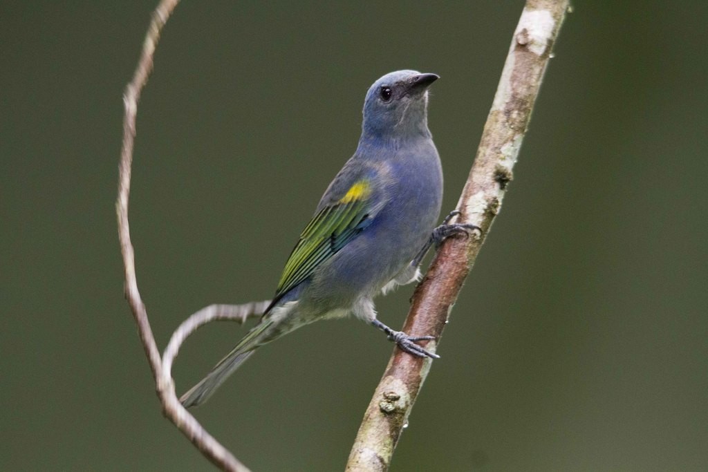 Golden-chevroned Tanager - ML297033741