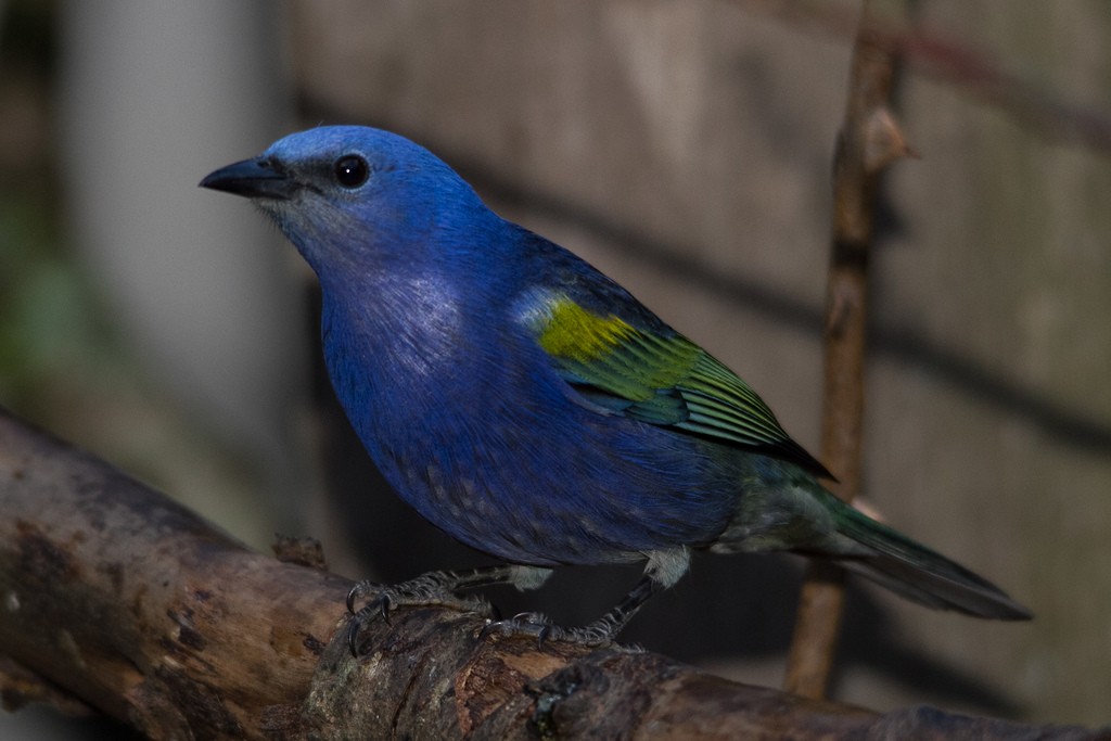 Golden-chevroned Tanager - ML297033771