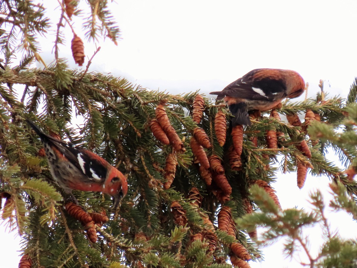 White-winged Crossbill - ML297034011