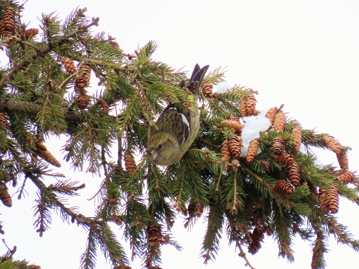 White-winged Crossbill - ML297034021