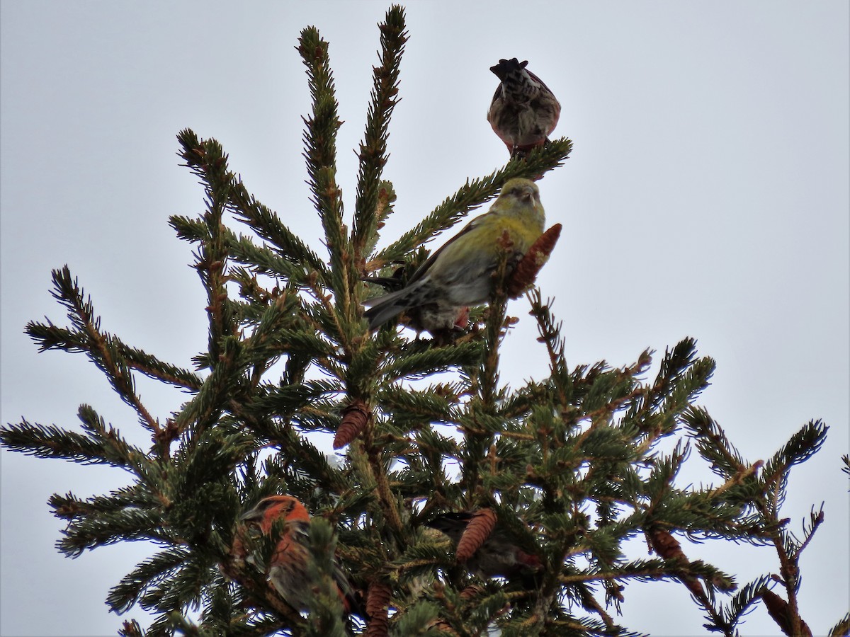 White-winged Crossbill - ML297034061