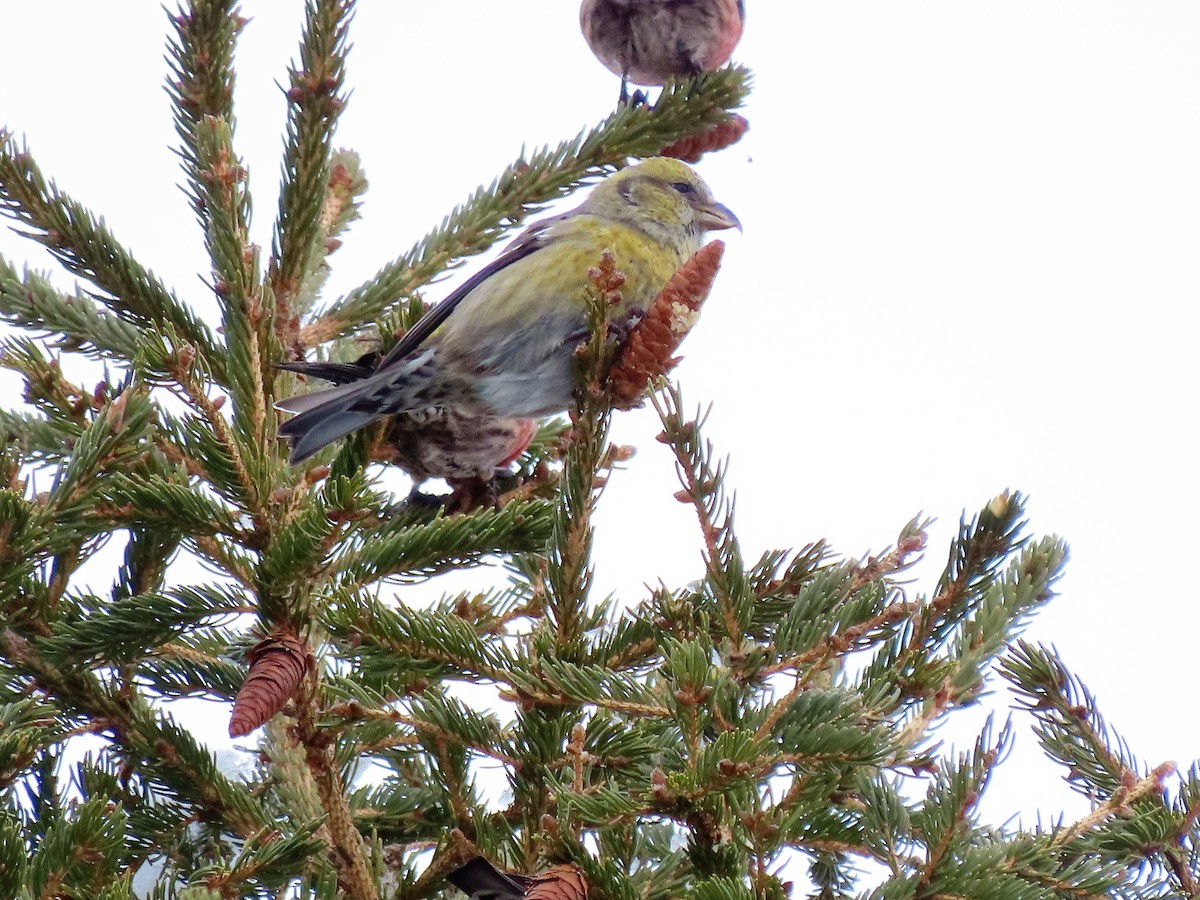 White-winged Crossbill - ML297034151