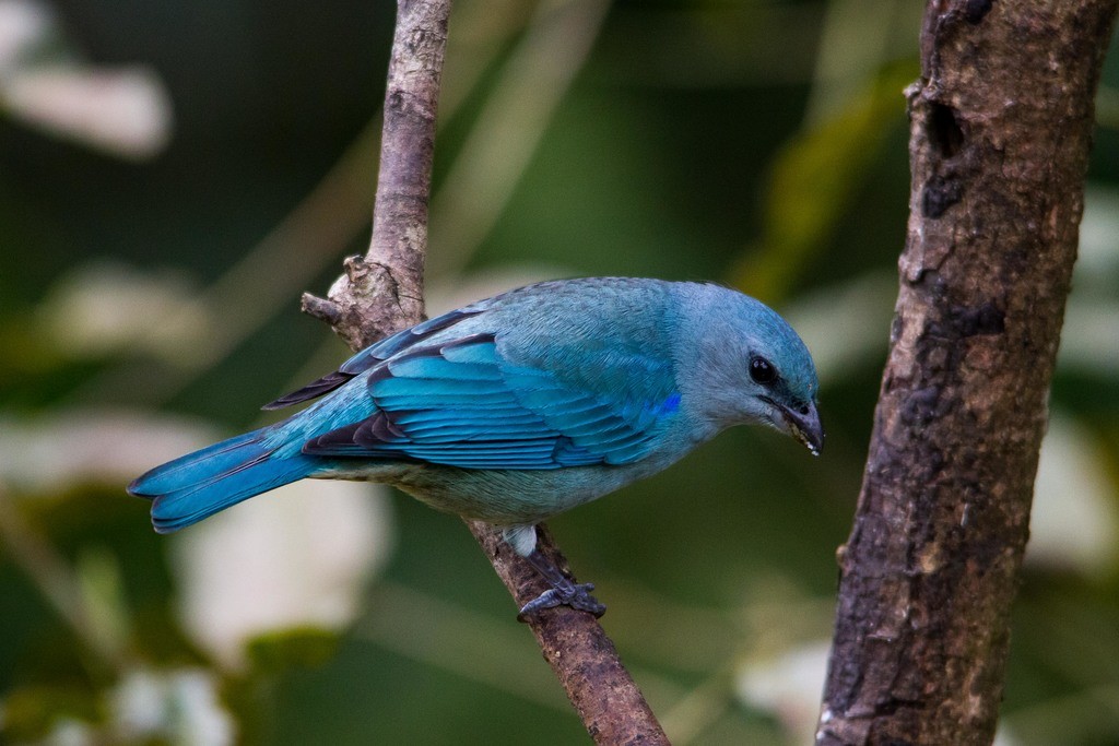 Azure-shouldered Tanager - ML297035581