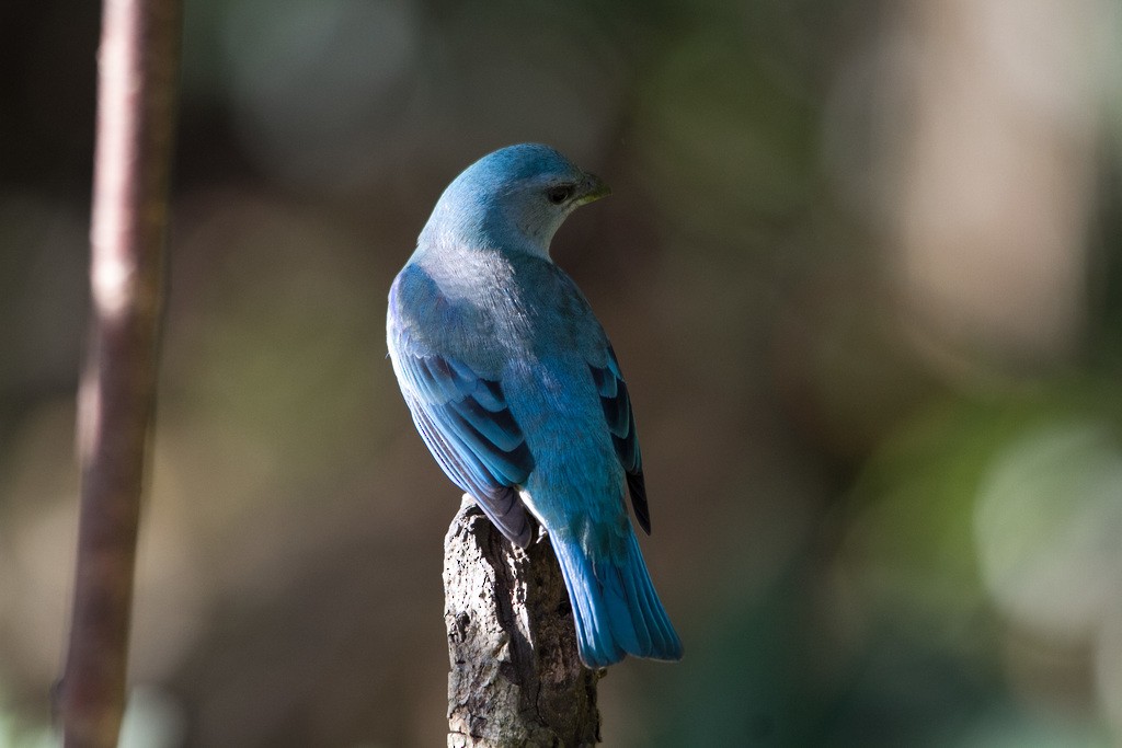 Azure-shouldered Tanager - ML297035591