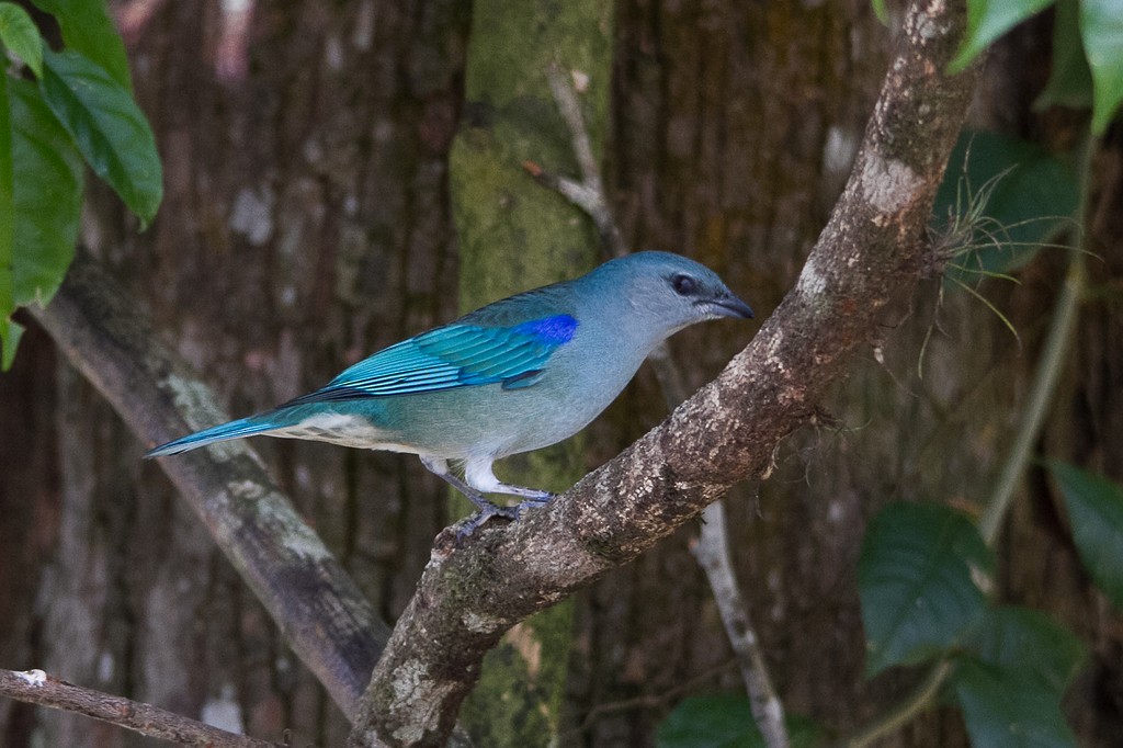 Azure-shouldered Tanager - ML297035621