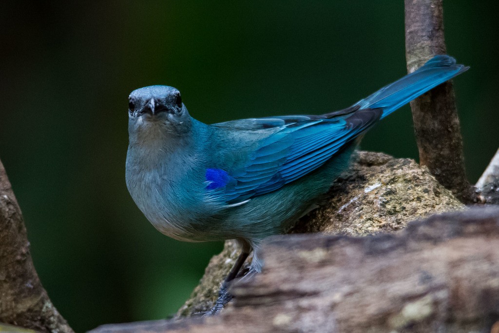 Azure-shouldered Tanager - LAERTE CARDIM