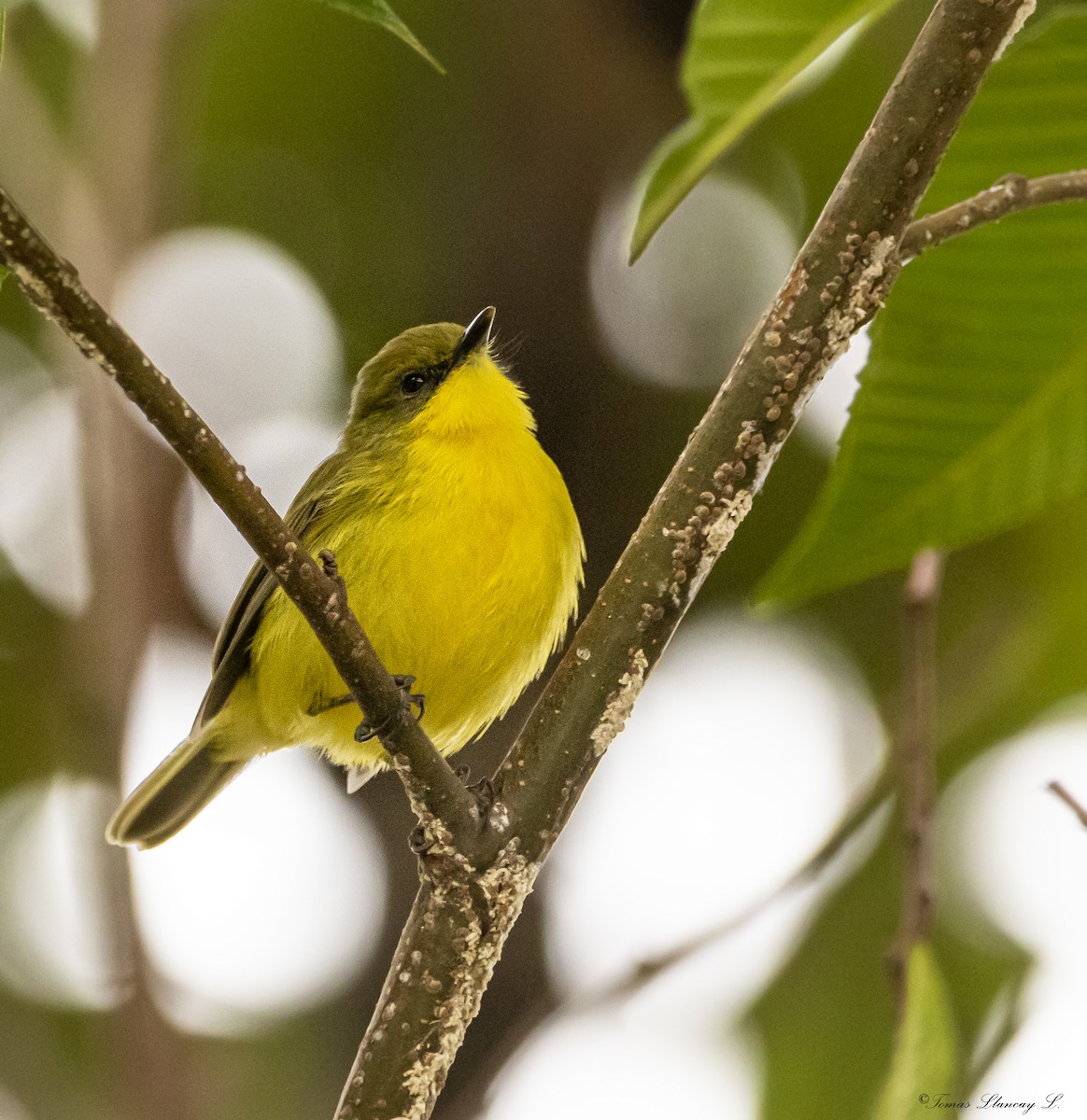 Subtropical Doradito - ML297036511