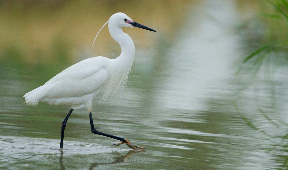 Little Egret - Koel Ko