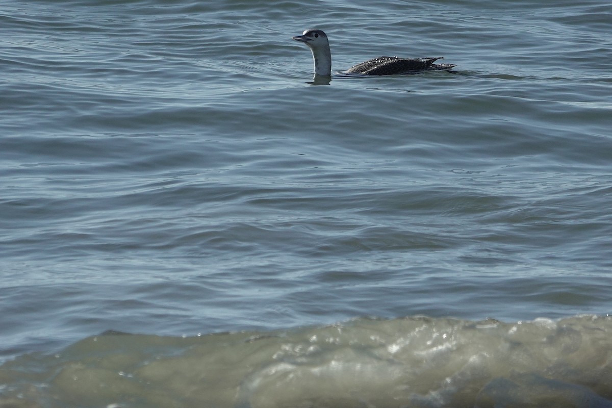 Red-throated Loon - ML297038121