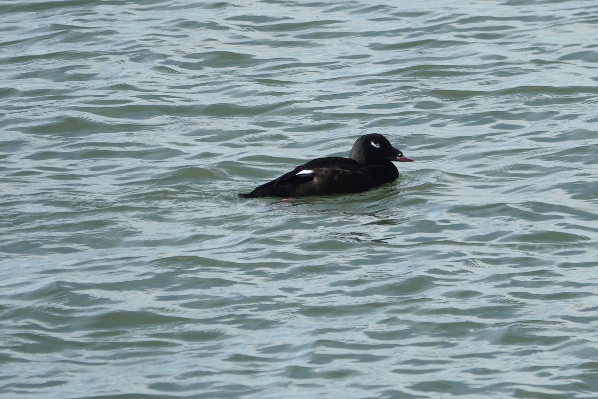 White-winged Scoter - ML297039311