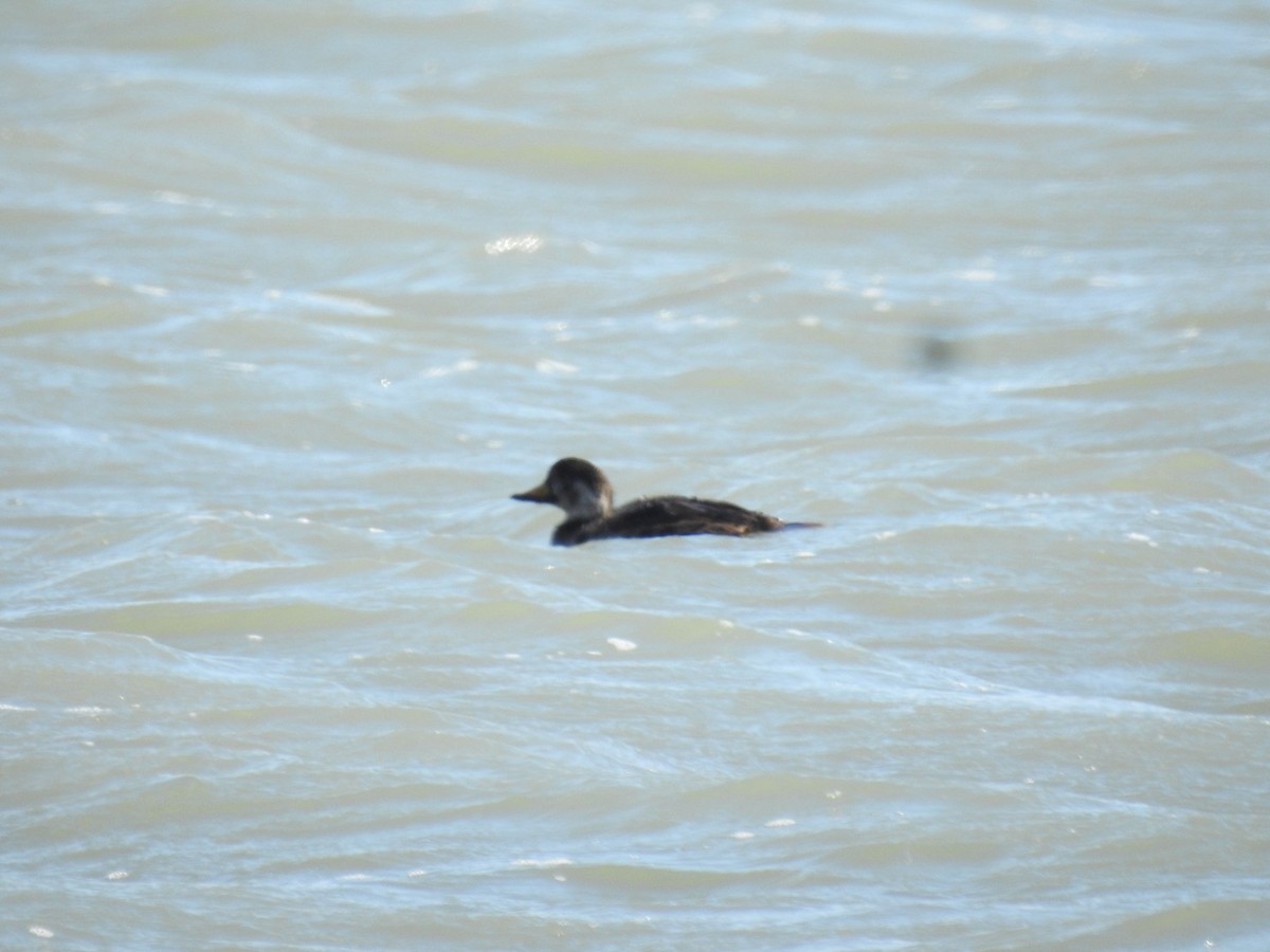 Black Scoter - ML297039321