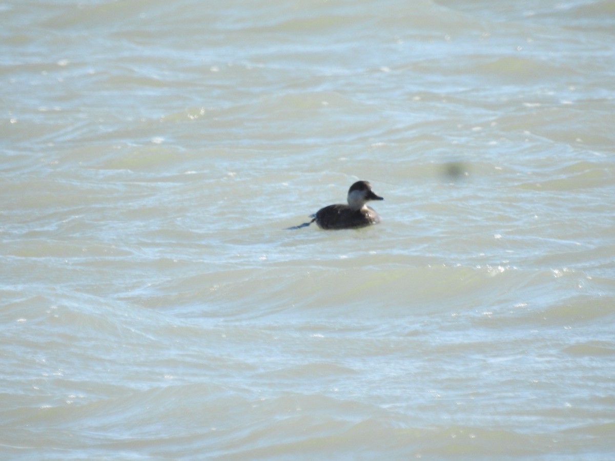 Black Scoter - ML297039361